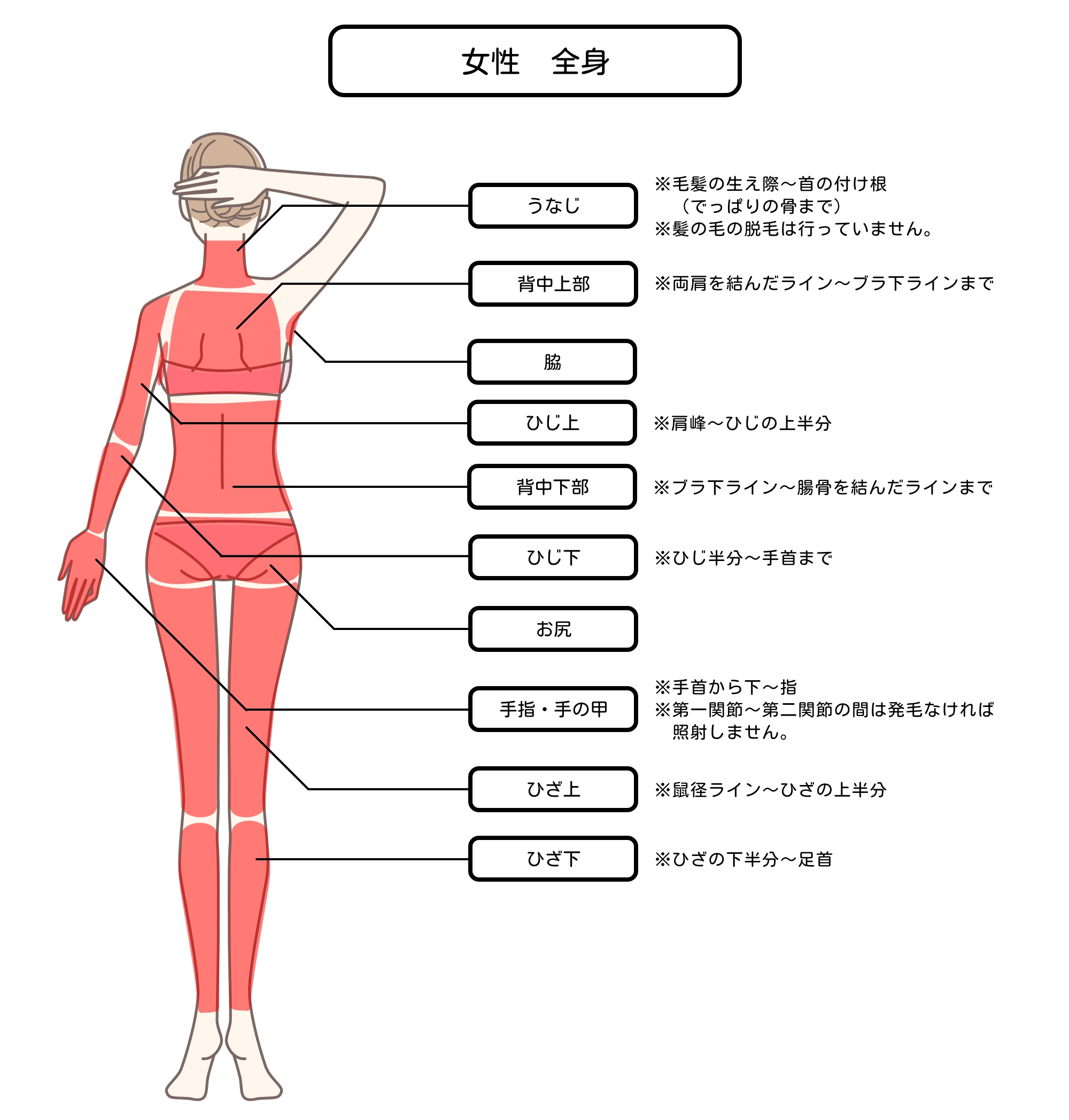 脱毛範囲：女性